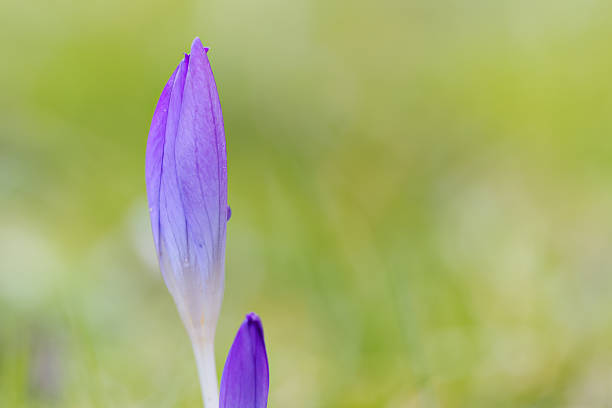 Close-up of a crocus bud on the left edge, violet-blue crocus still closed on the left side, green soft background, crocus petal veins visible