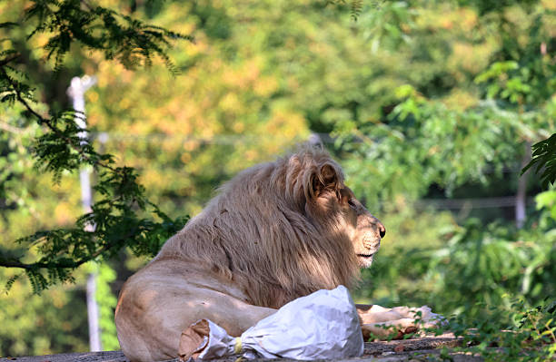 The lion (Panthera leo) is a large cat of the genus Panthera, currently ranging only in Sub-Saharan Africa and India.
