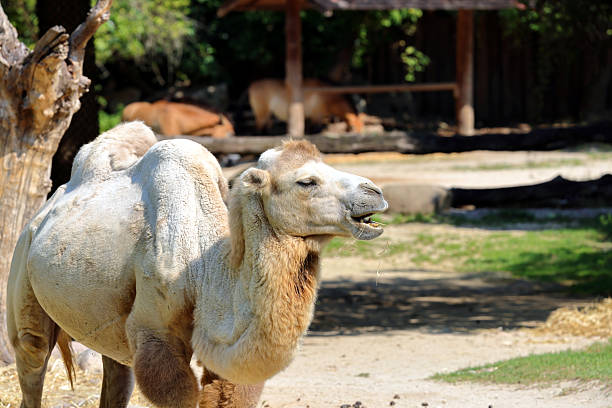 A camel (from Latin: camelus and Ancient Greek: κάμηλος (kamēlos) from Ancient Semitic: gāmāl) is an even-toed ungulate in the genus Camelus that bears distinctive fatty deposits known as \