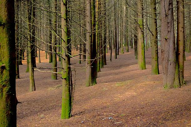 Tall pine trees stand in orderly rows across a quiet forest floor in Los Dínamos.