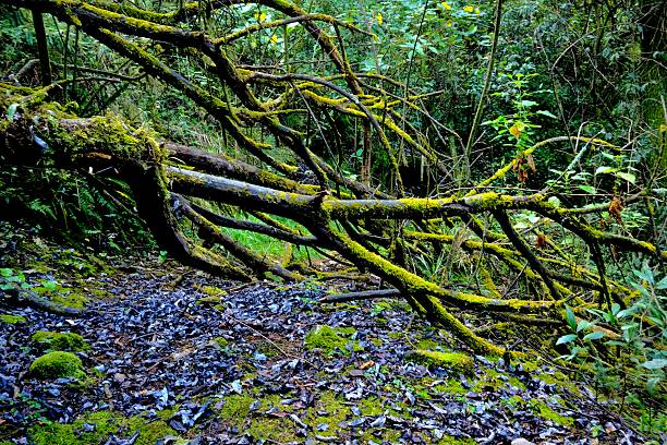 Fallen branches coated in bright moss rest across leaf-covered ground in dense forest.