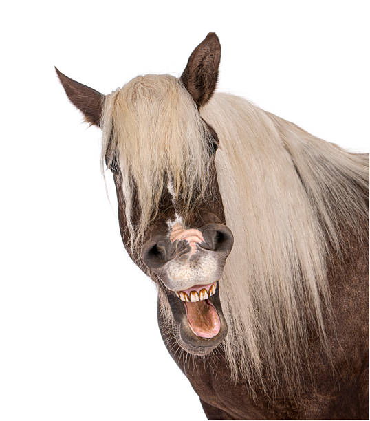 Horse making a funny face with mouth open and teeth showing on white background