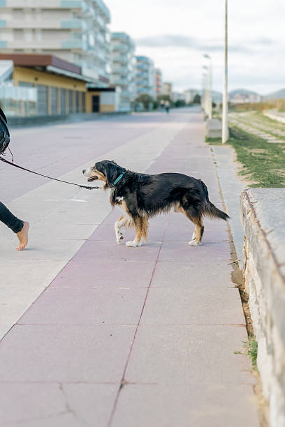 istock Time to walk the dog 2256442744
