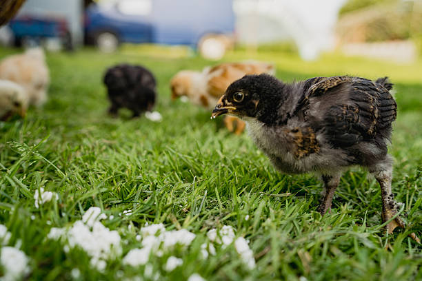 Free range chickens with young chicks walking on grass in rural farm environment. Organic poultry farming, natural food production and countryside lifestyle.