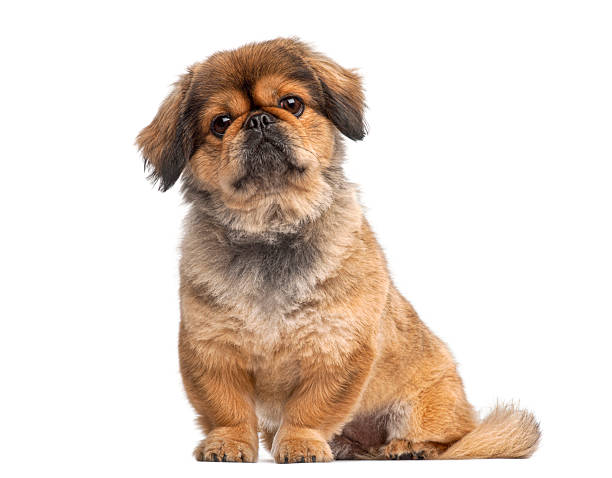 Pekingese puppy sitting and looking up on a white seamless background