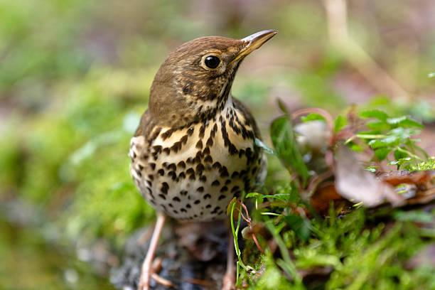 Portrait of a song thrush