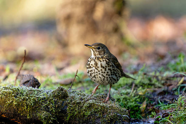 Wild bird