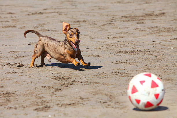 Dachshund dog energetically playing on a sandy beach, chasing a red and white soccer ball playing fetch.
