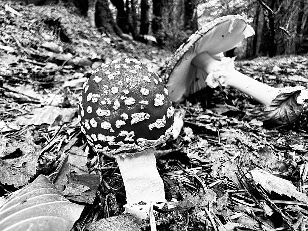 Wild mushroom fungus on a forest floor
