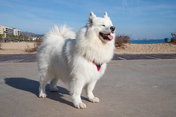 happy white dog enjoying sunny walk. Cute Samoyed dog