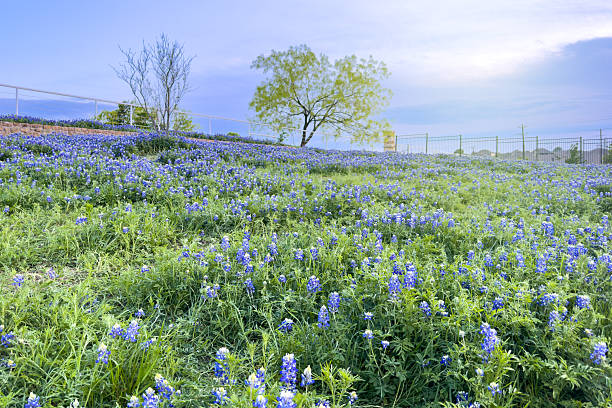 Wide grassy field filled with blue wildflowers under open sky
