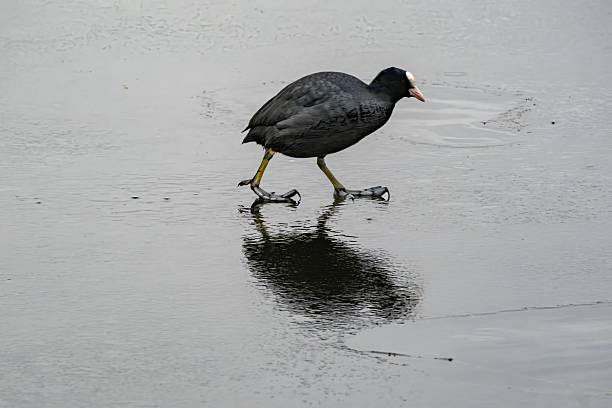 Coot stands alone in the water
