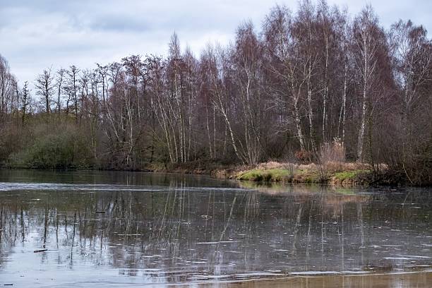 Birch trees along a lake shore reflecting on the partially frozen water on an overcast winter day