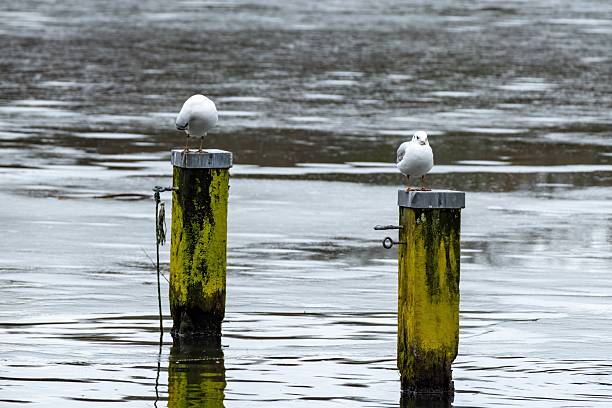 Two seagulls standing on weathered posts submerged in quiet water with reflections