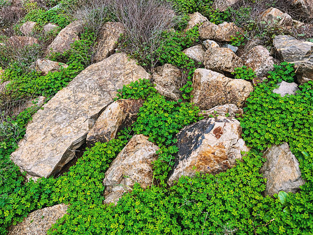 Rocks between lots of sourgrass.