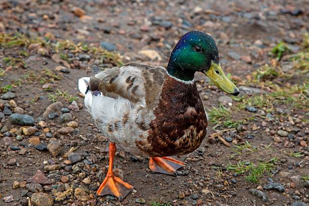 Beautiful drake duck on natural background. Wild life.