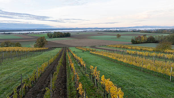 Rows of yellow grapevines extending across a vineyard in autumn. Expansive green agricultural fields are visible in the background, bordering a distant body of water under a cloudy sky.