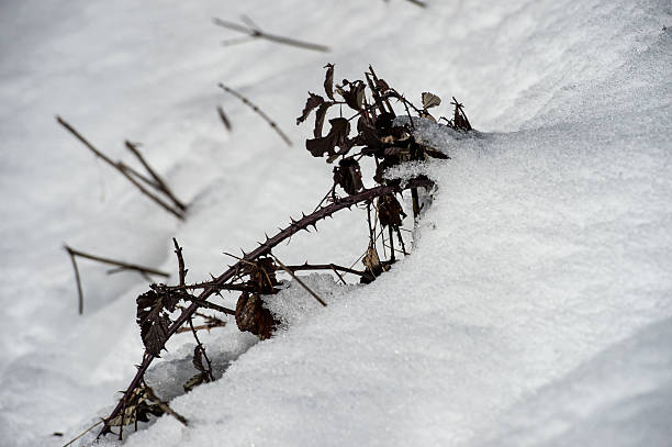 Dry branches of grass and flowers on a winter snowy field. Seasonal cold nature background. Winter landscape details. Wild plants frozen and covered with snow and ice in meadow.