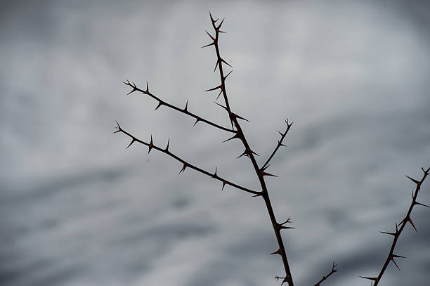 Snow-Covered Spiny Plants in Winter