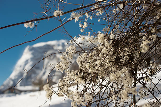 Snowfall in Trentino . Andalo , Molveno , Paganella , Fai della Paganella. Dolomiti di Brenta, cross-country skiing