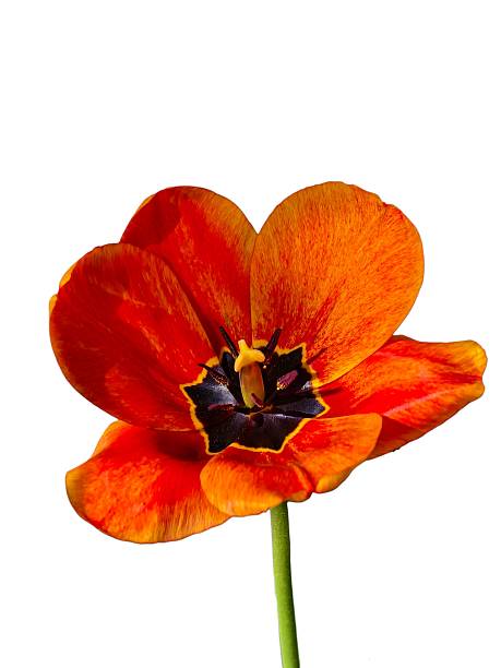 Close-up of a single orange tulip flower with a distinctive black and yellow heart, isolated on white background. Detailed view of petals and stamens.
