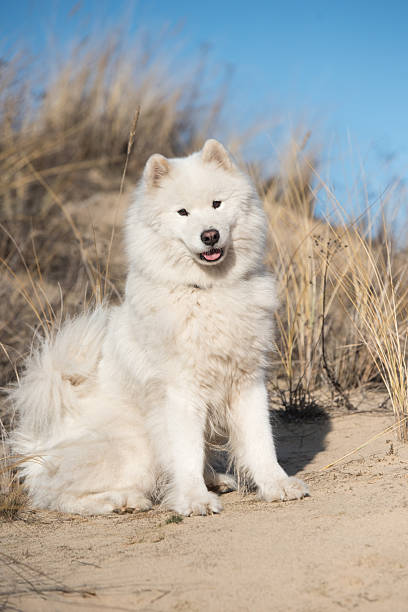 Fluffy white dog Samoyed on Baltic sea cost