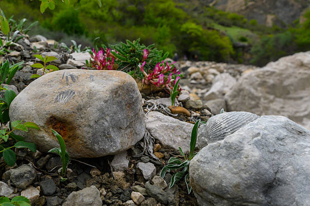 Fossilized Rock and Wildflowers A Natural Landscape. Dagestan Russia.
