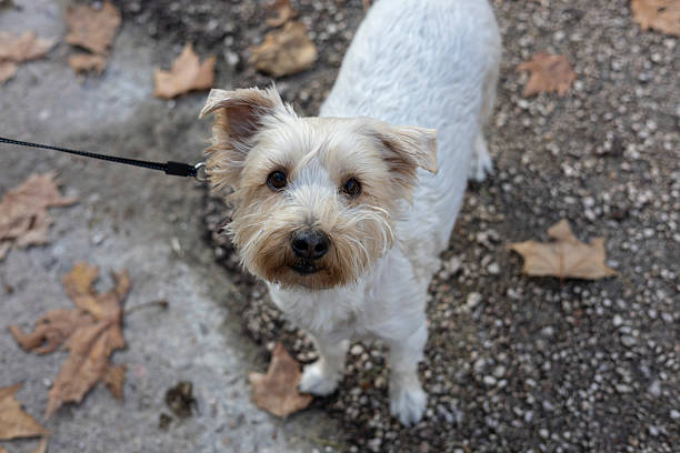 Small white and beige dog on a leash looking up at the camera while standing on a gravel path with fallen leaves. Natural outdoor pet portrait capturing curiosity and companionship.