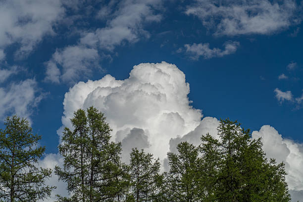 Low-angle view of tall green treetops beneath a towering white cumulus cloud against a deep blue sky. Clean sky background provides generous copy space for weather, nature, and climate themes.