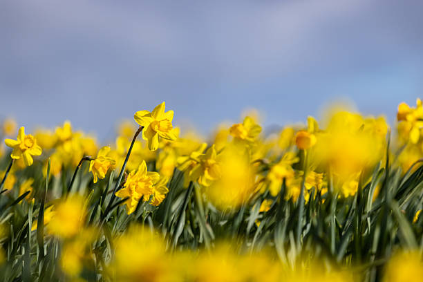 A field of vibrant daffodils growing on a sunny spring day in the Welsh countryside