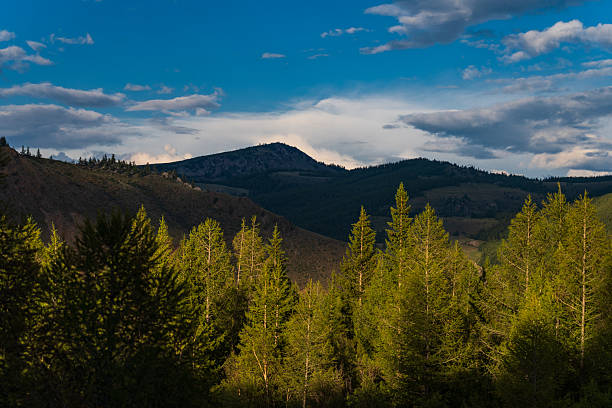 Scenic Altai landscape with sunlit conifer trees in the foreground, layered mountain hills in the distance, and a bright blue sky with scattered clouds. Open sky area offers useful copy space for travel, nature, and outdoors themes.