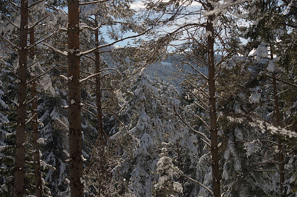 Snowfall in Trentino . Andalo , Molveno , Paganella , Fai della Paganella. Dolomiti di Brenta, cross-country skiing