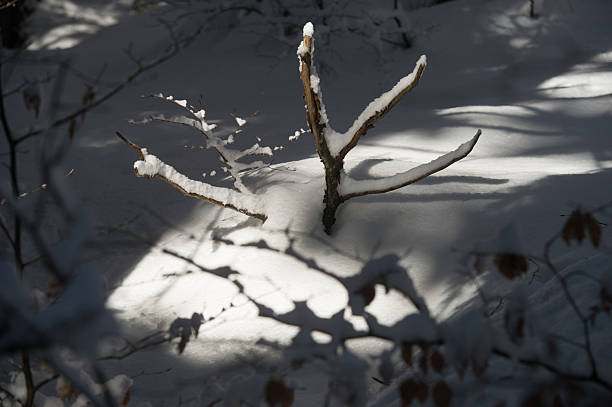 oak alley in the winter grove, Baum Grove in Almaty, Kazakhstan