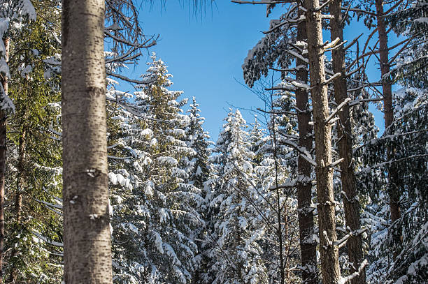 Snowfall in Trentino . Andalo , Molveno , Paganella , Fai della Paganella. Dolomiti di Brenta, cross-country skiing