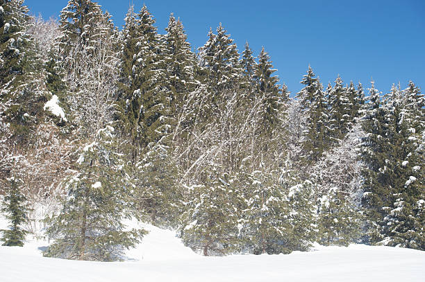 Snowfall in Trentino . Andalo , Molveno , Paganella , Fai della Paganella. Dolomiti di Brenta, cross-country skiing