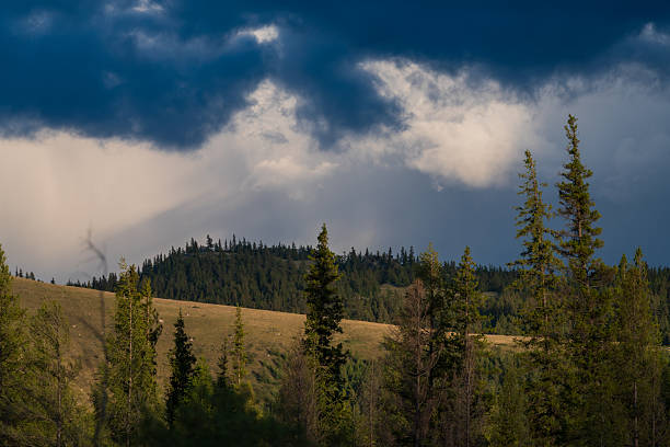 Atmospheric Altai landscape with conifer trees and rolling hills in the foreground, set beneath a dark storm front and layered clouds. Large sky area provides strong copy space for weather, wilderness, and environment concepts.