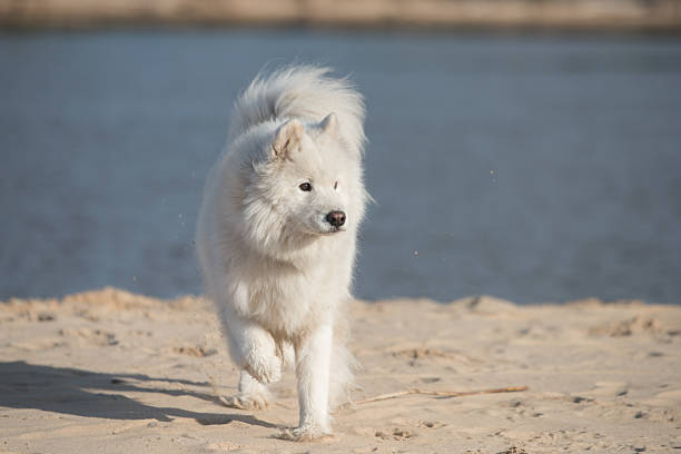 Fluffy white dog Samoyed on Baltic sea cost
