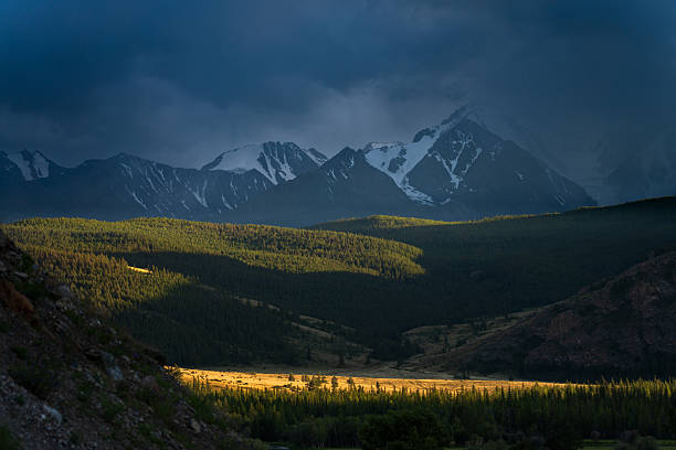 Moody Altai landscape with a sunlit conifer forest and valley floor in the foreground, while snow-covered mountain peaks rise behind a dark storm front. Strong contrast and large cloudy sky create copy space for wilderness, climate, and dramatic weather concepts.