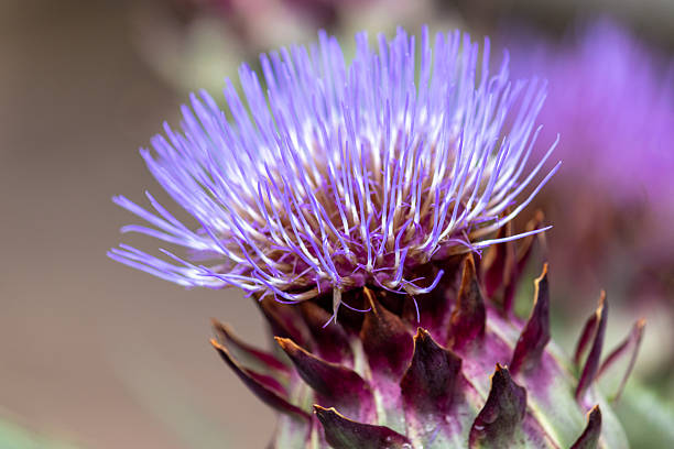 Photograph of a vibrant artichoke flower blooming in natural light, showcasing its unique structure, vivid purple tones and botanical details.