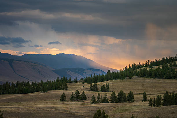 Scenic view of Kurai Steppe in the Altai Republic, Russia, with rolling hills dotted with pines, distant mountain silhouettes, and a curtain of rain beneath heavy storm clouds glowing at sunset. Wide sky area provides strong copy space for weather, travel, and wilderness concepts.
