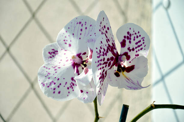 pink orchid on a wooden table
