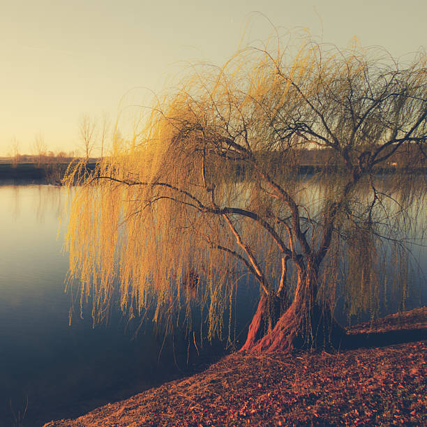 Wheeping willow tree at the pond near Castelferrus in Tarn-et-Garonne, France