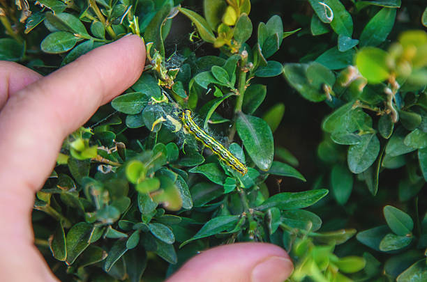 caterpillar on boxwood bush. Selective focus. nature.