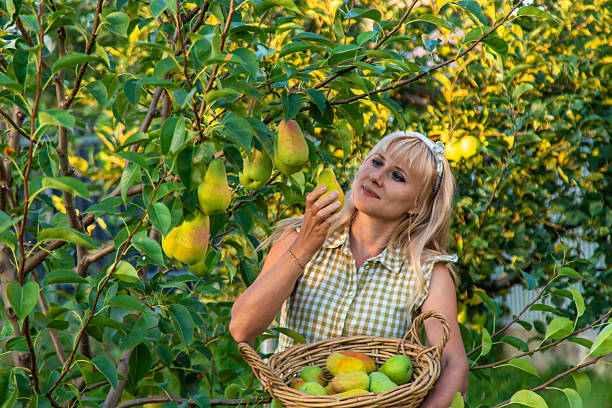 Pear harvest in the garden. Selective focus. nature.