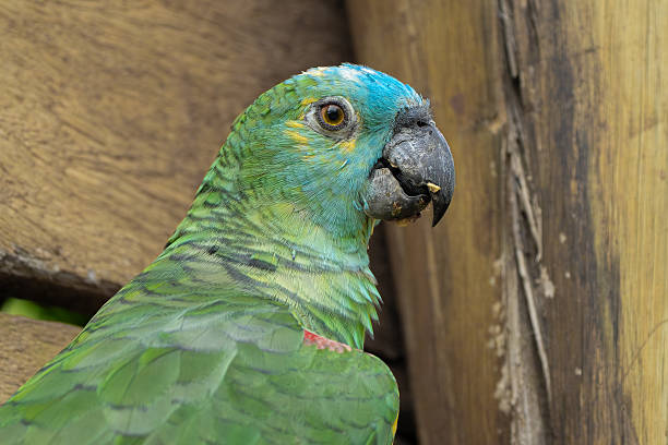 Parrot