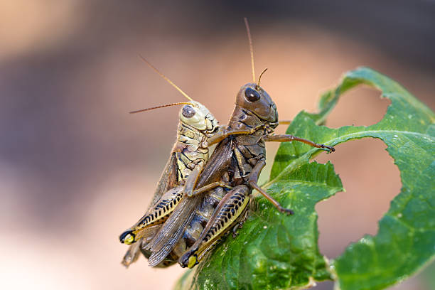 A detailed close‑up side view of a grasshopper with a smaller juvenile grasshopper positioned on its back. The image highlights the insects’ natural colors, textures, and body structure, with shallow depth of field emphasizing the subjects against a softly blurred background. Suitable for themes related to insects, wildlife, nature, biology, and macro photography.