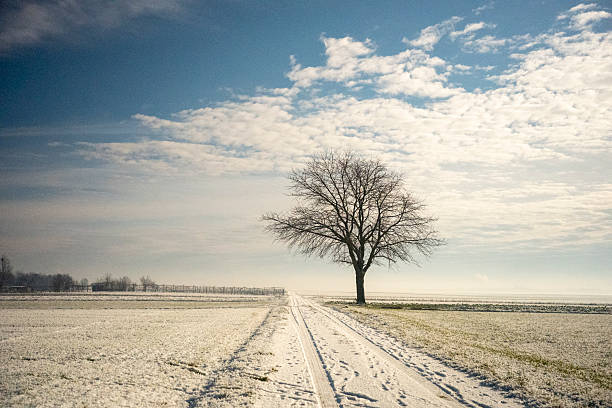 Rural view of a snow-covered field with trees on the horizon in the fog, Nowiny, Lubelskie, Poland