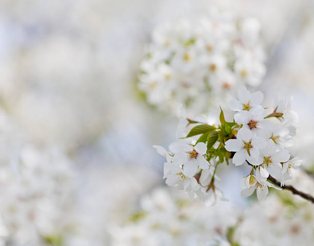 White  Cherry Blossom With Morning Sunlight