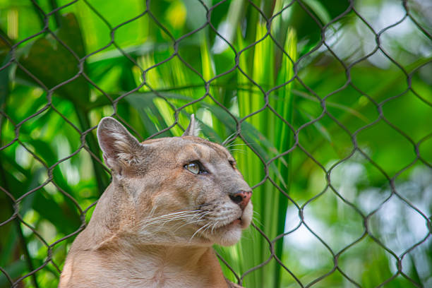 In Southwestern Missouri Mountain Lion Zoo Animal on Sunny Summer Day (Shot with Canon 5DS 50.6mp photos professionally retouched - Lightroom / Photoshop - original size 5792 x 8688 downsampled as needed for clarity and select focus used for dramatic effect)