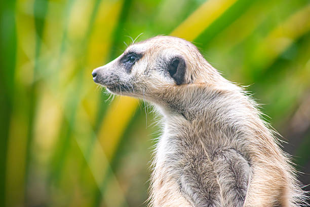 Meerkat in a desert setting.
